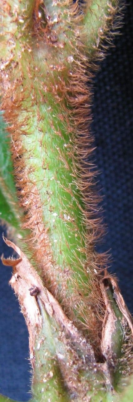 Psychotria 19
