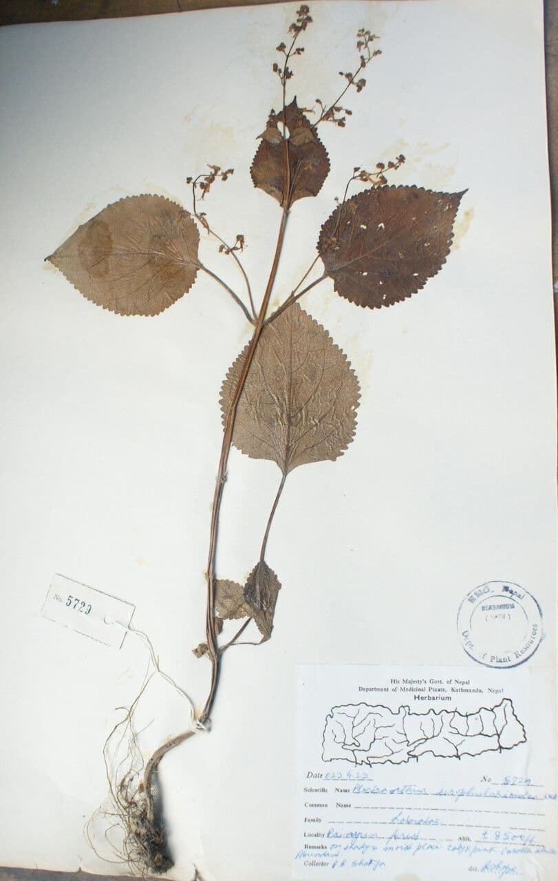 Isodon 8