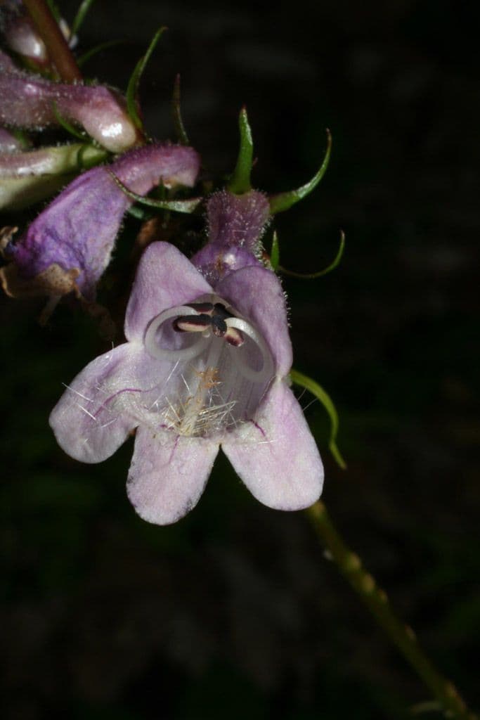 Penstemon