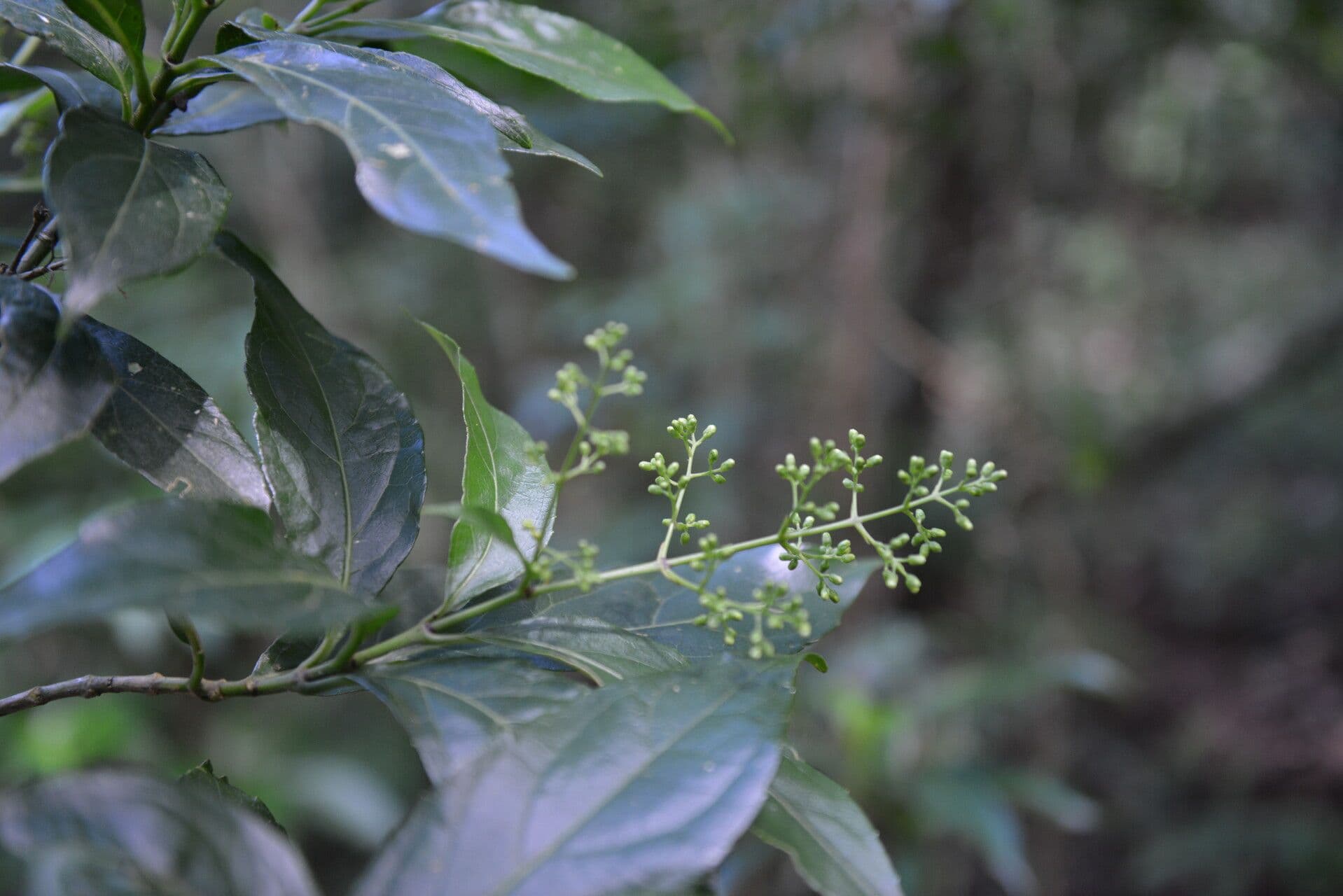 Koanophyllon 10