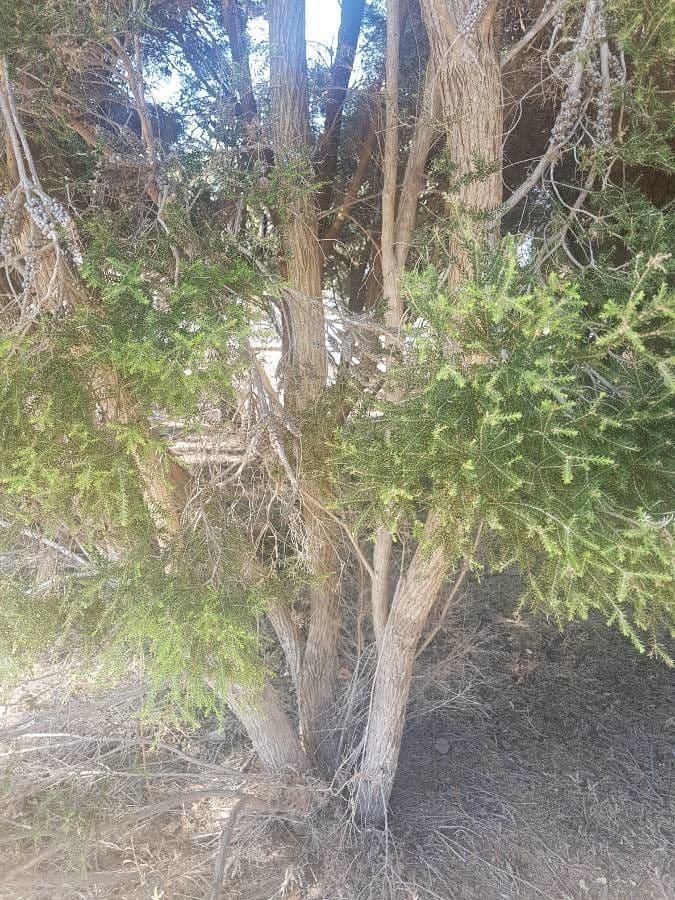 Melaleuca 15