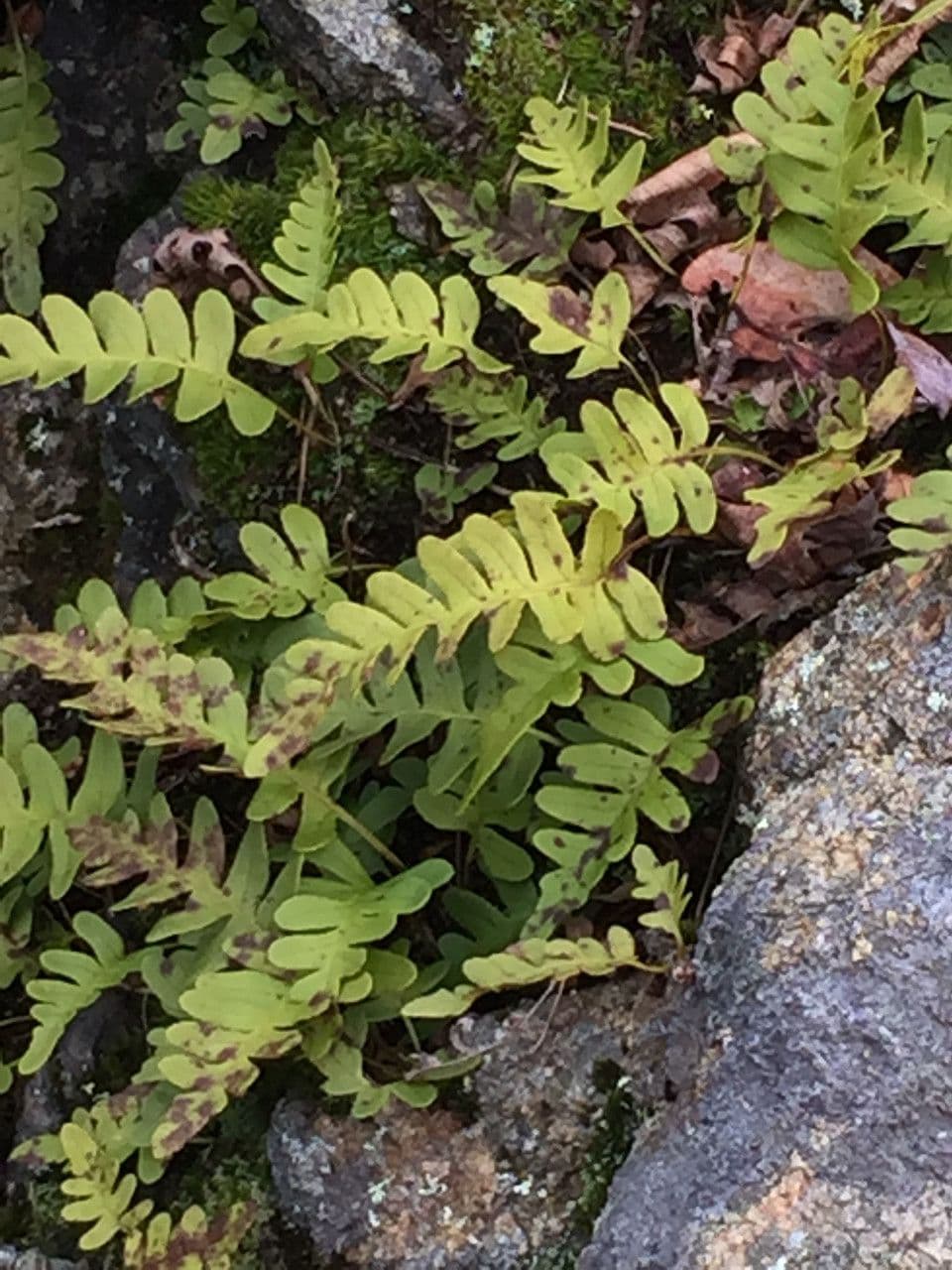 Polypodium virginianum 8
