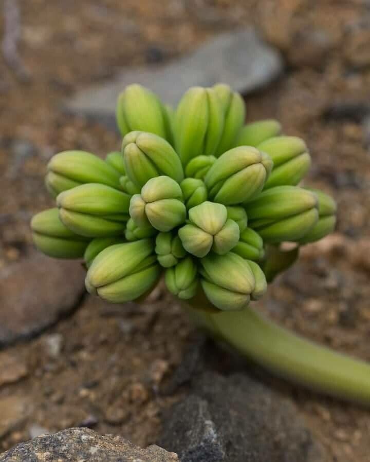 Bomarea