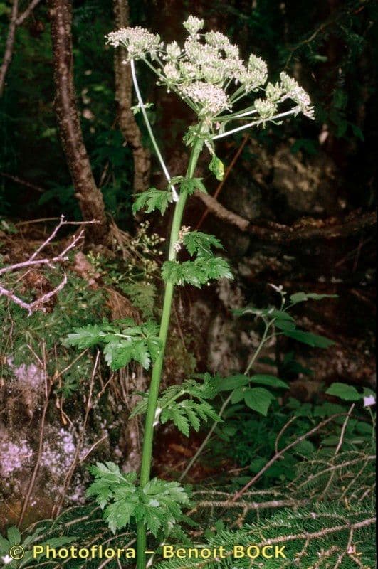 Pleurospermum austriaco 11