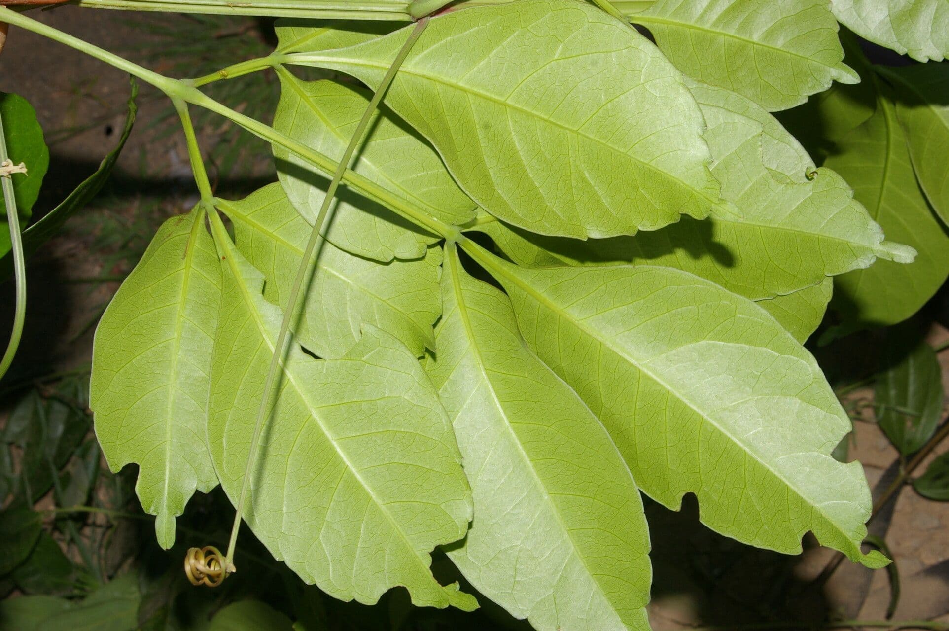 Serjania 6