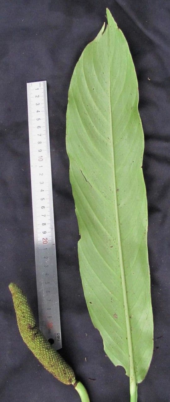 Rhodospatha 9