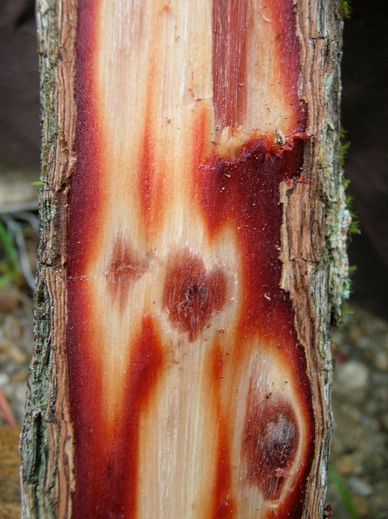 Kanakomyrtus 7