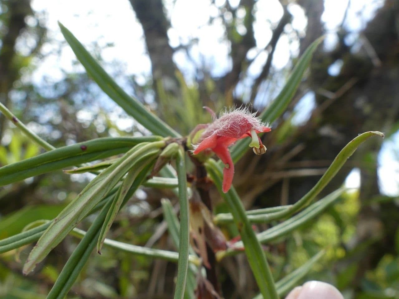 Columnea 10