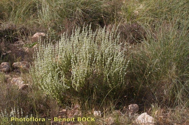Sideritis leucantha 8