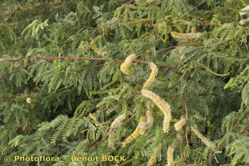 Prosopis 29