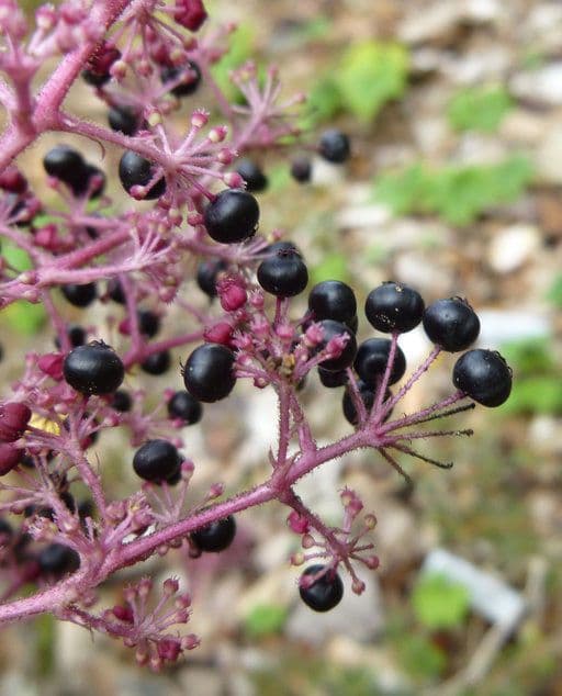Aralia cinese