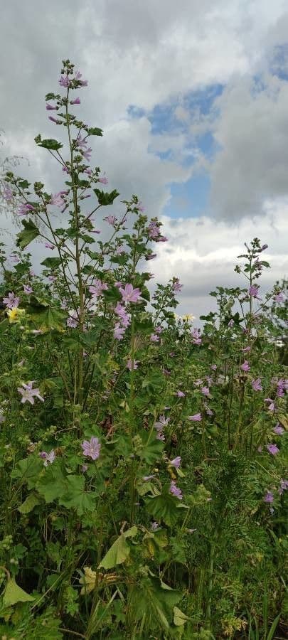 Malva multiflora 8