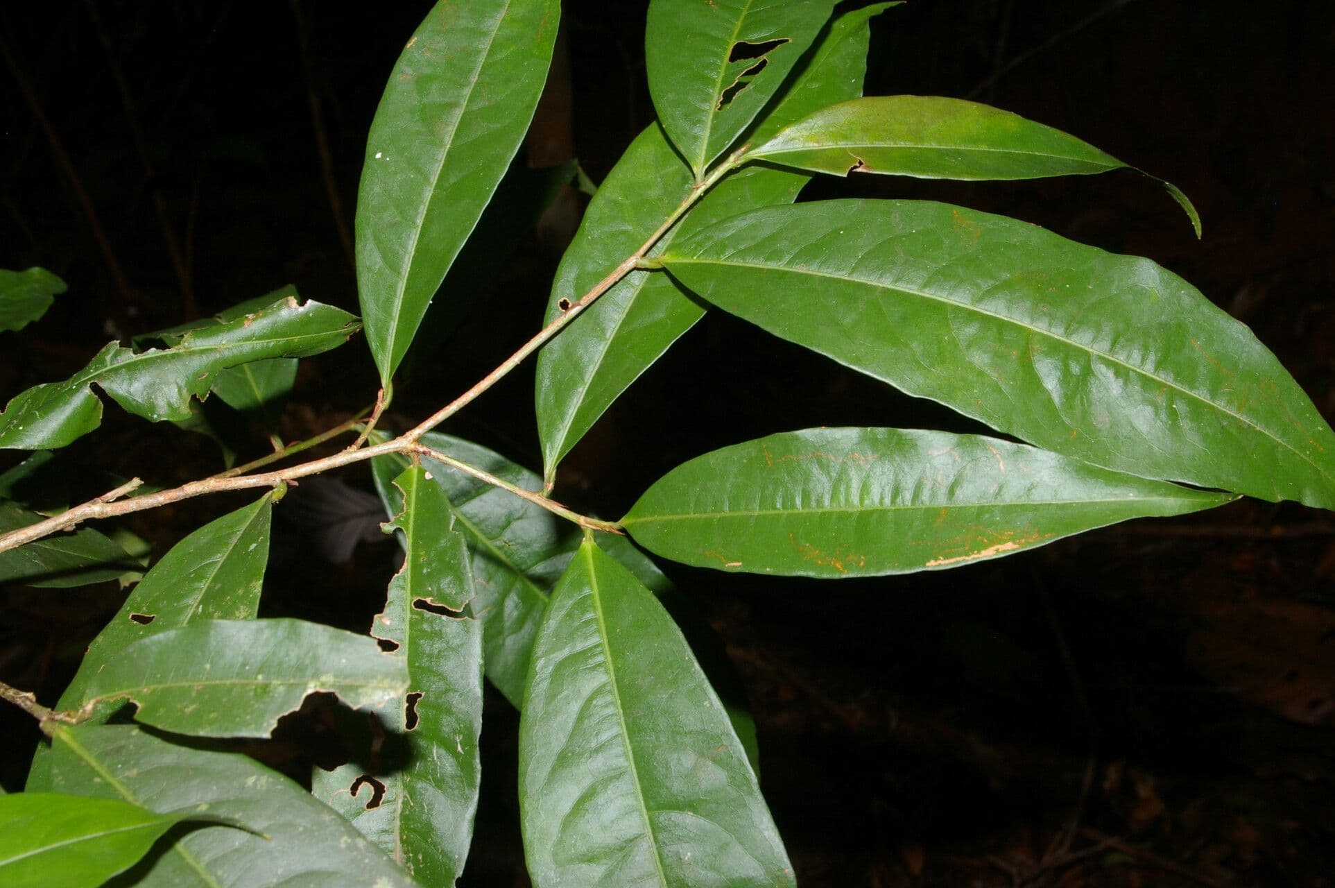 Erythroxylum citrifolium 2