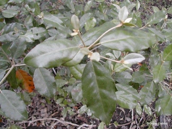 Croton 12