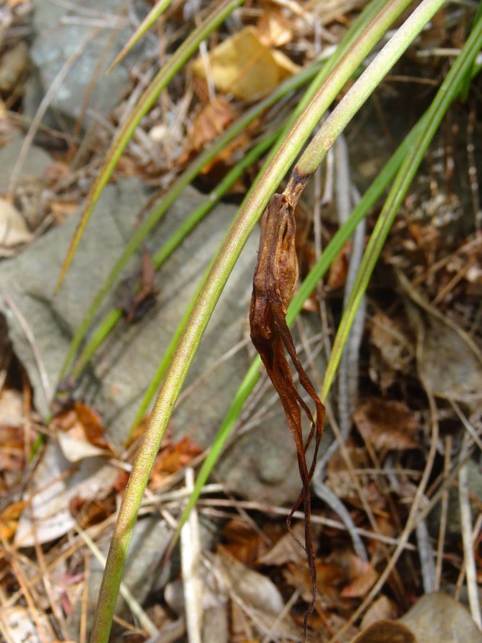 Brassavola 5