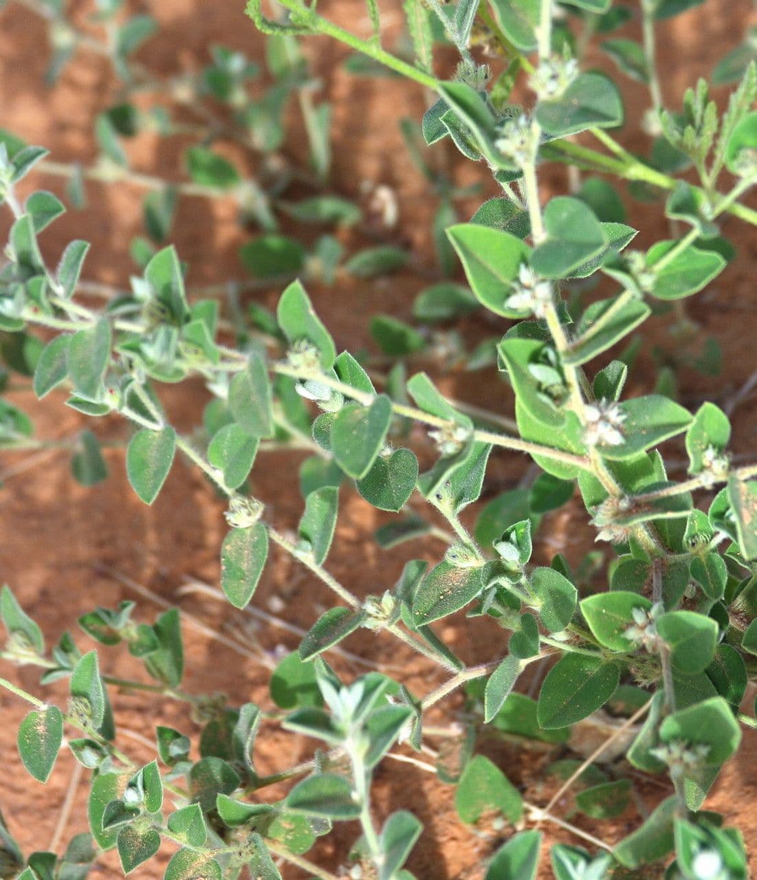 Indigofera 3