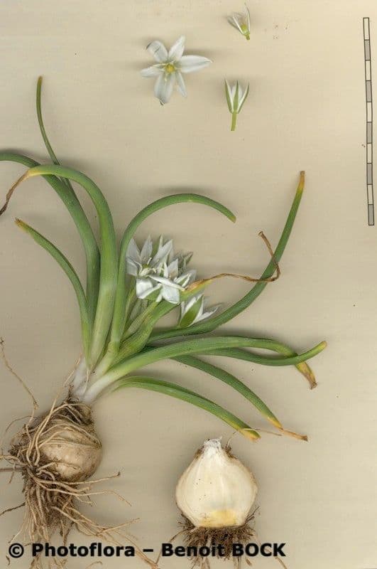 Ornithogalum 18