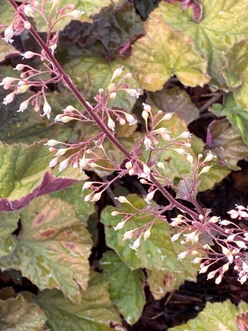 Purpurglöckchen 9