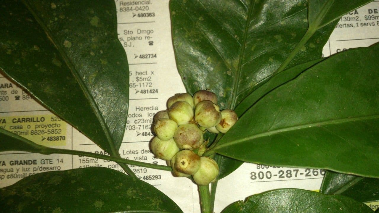 Dendropanax arboreus 3