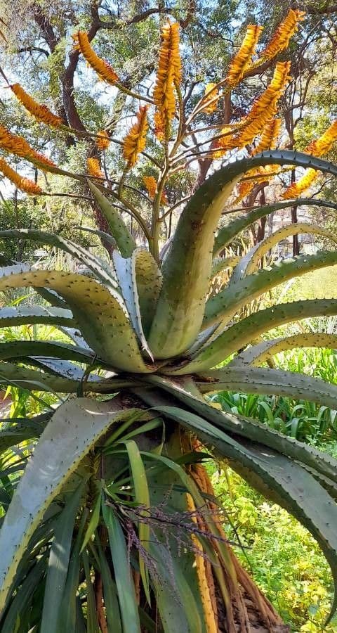 Transvaal-Aloe 9