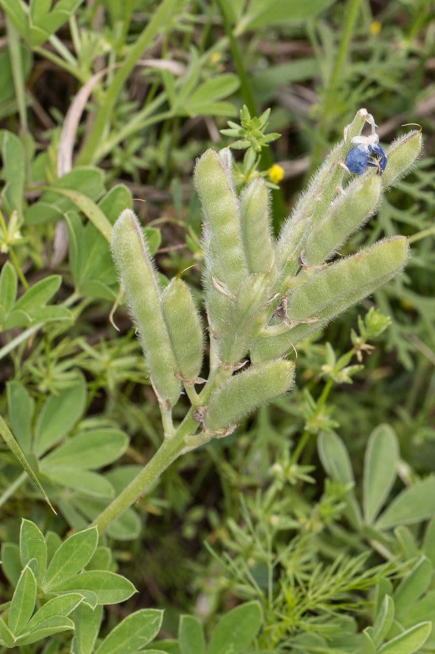 Lupinus texensis 4