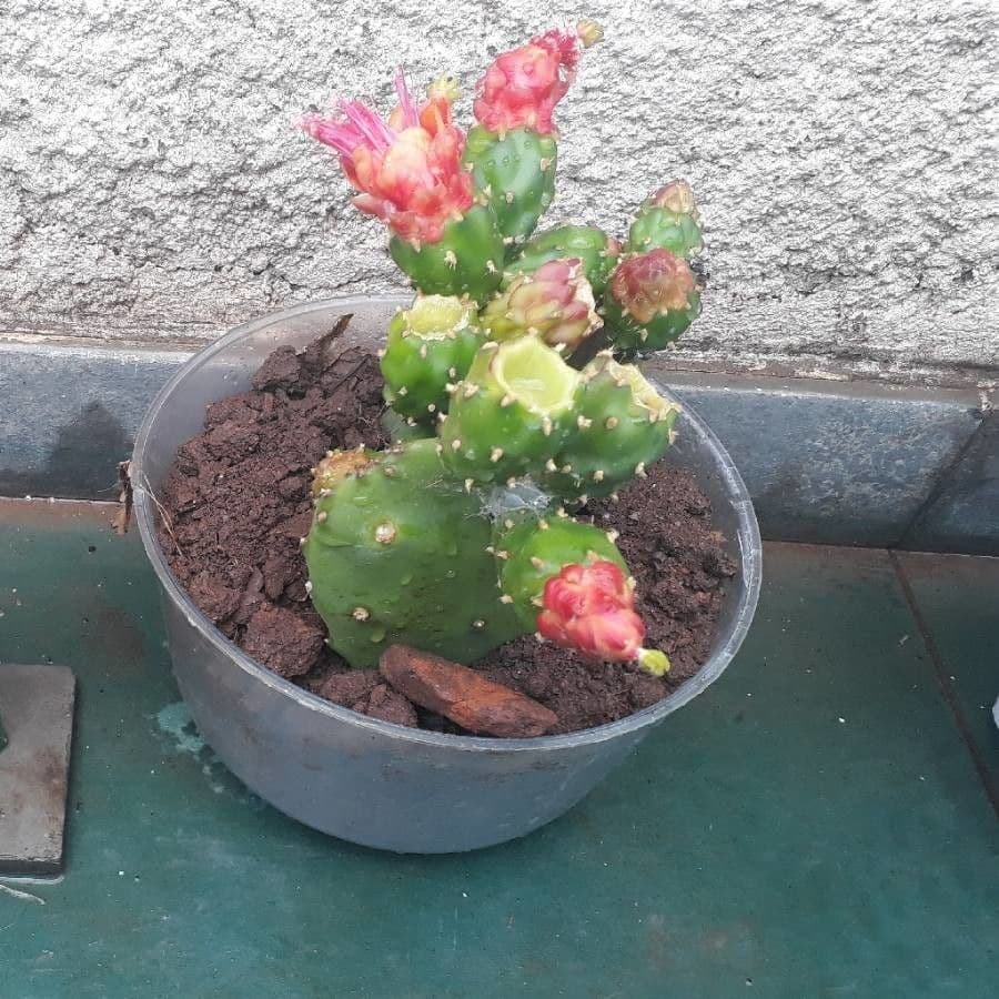 Opuntia a tre spine 10