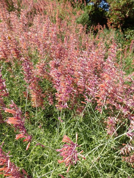 Agastache 8