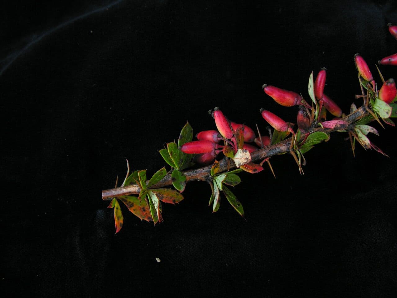 Berberitze