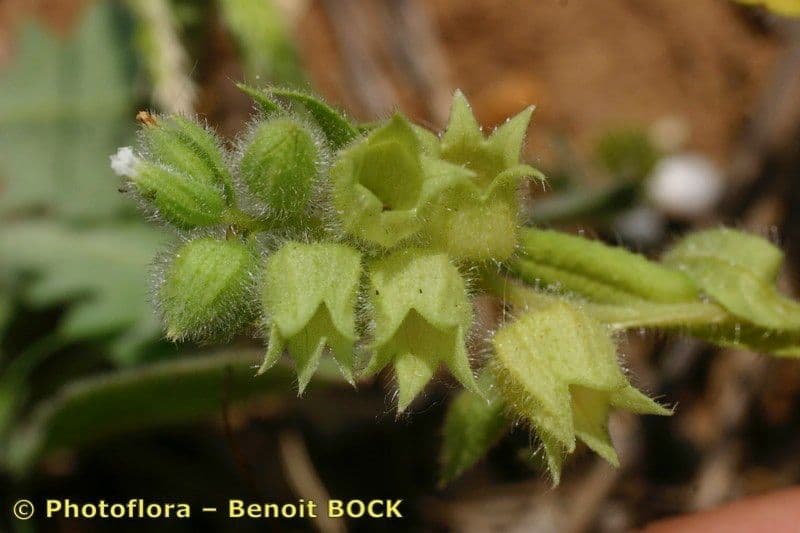 Nonea