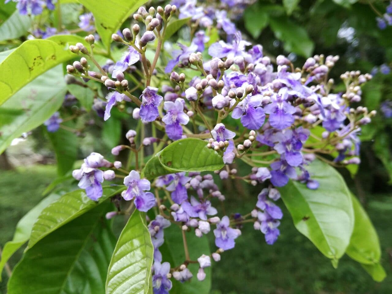 Vitex 10