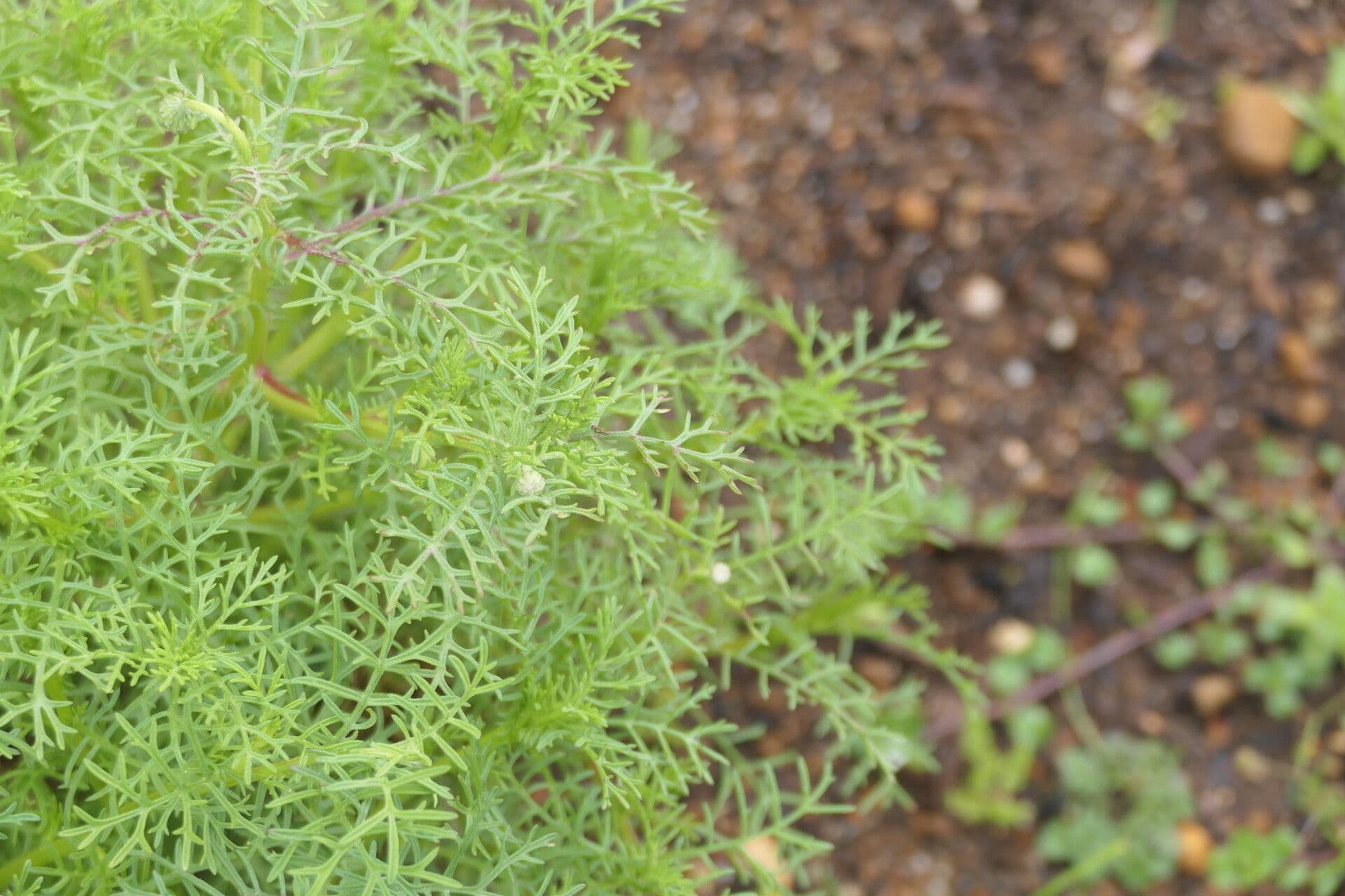 Ursinia