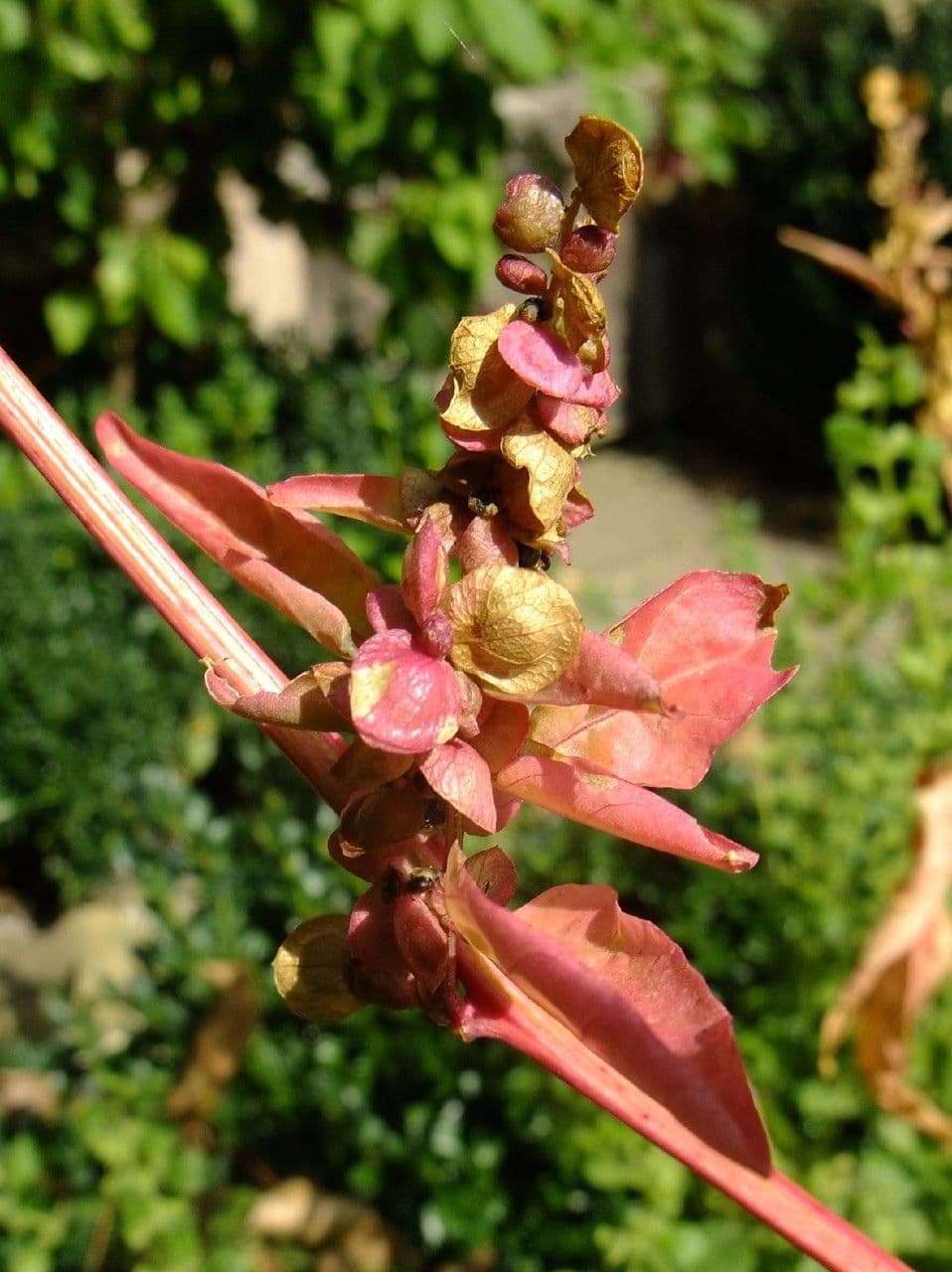 Atriplice ortense 4