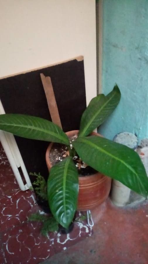 Dieffenbachia 6