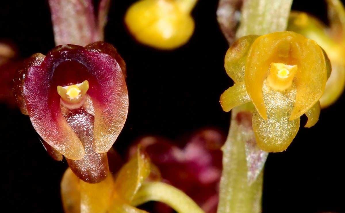 Crepidium taurino 4