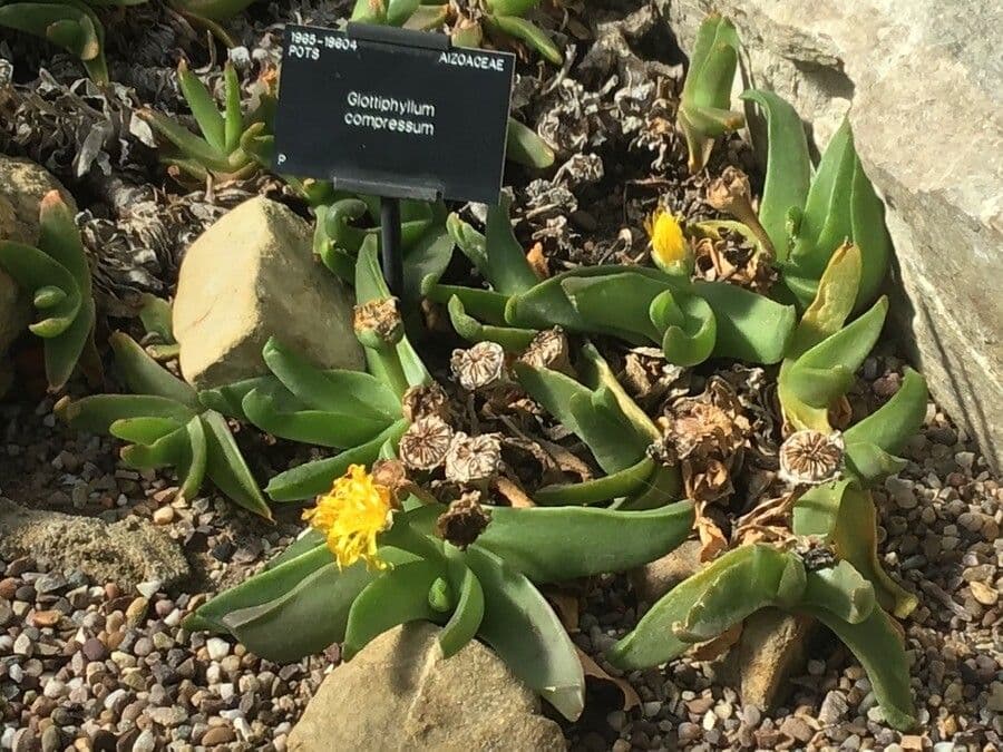 Glottiphyllum 3