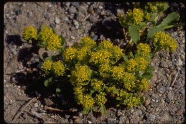 Lepidio giallo 9