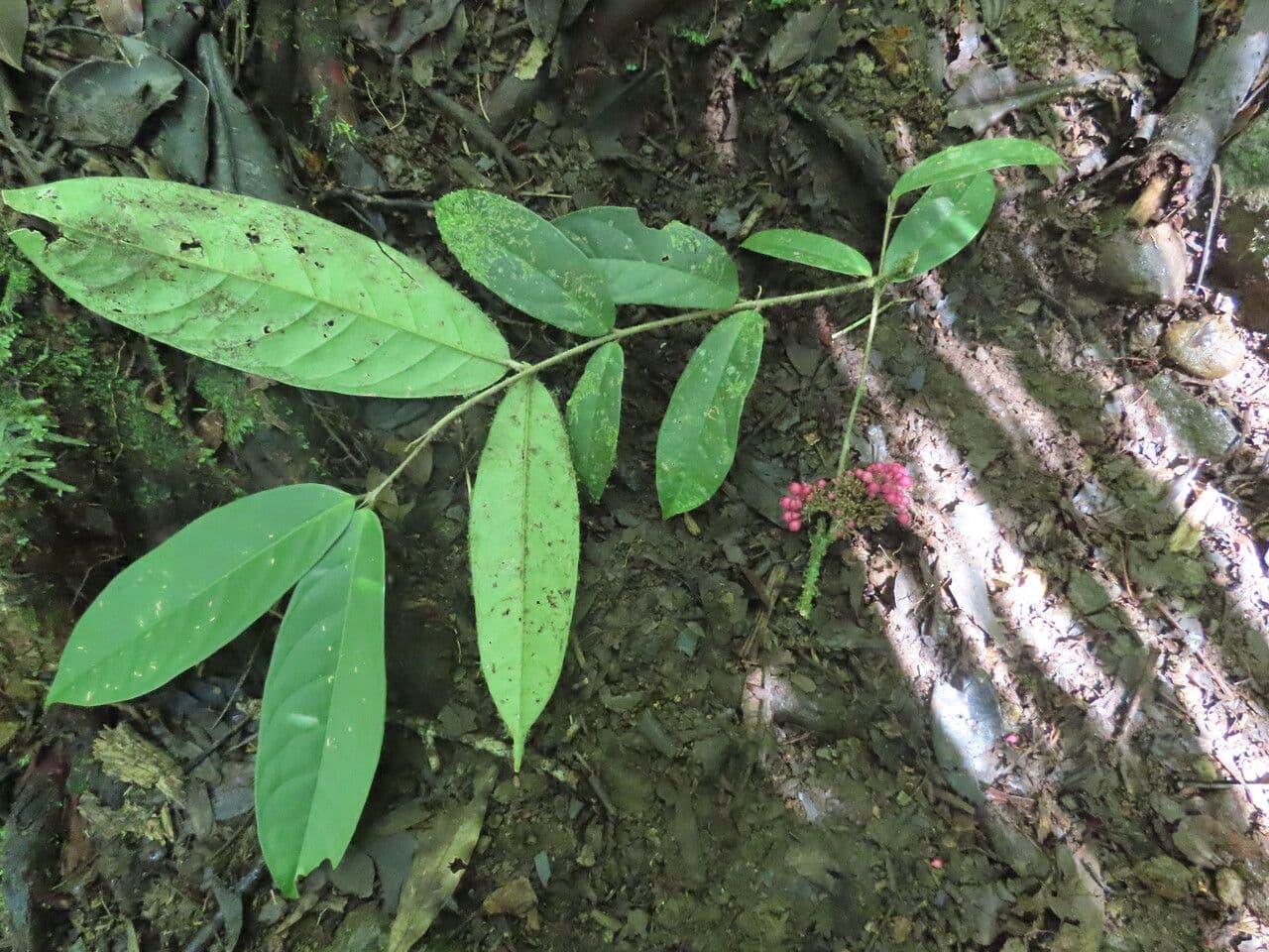 Schlegelia 4