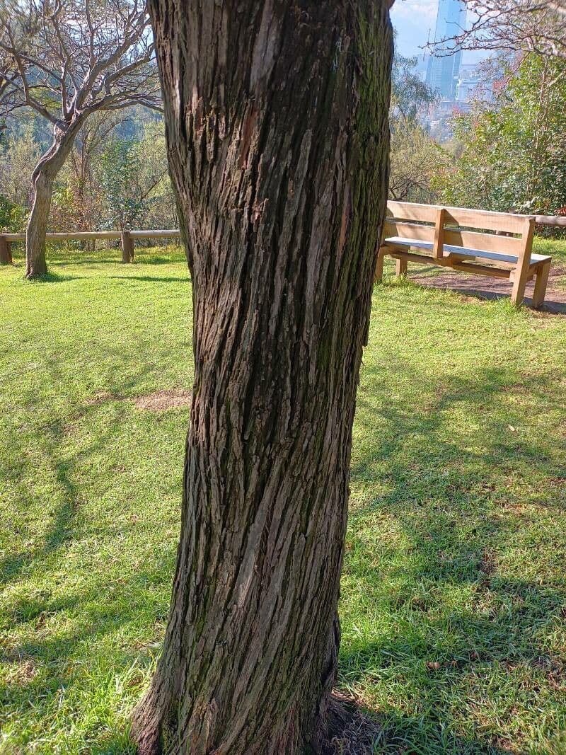 Mimosaceae 15