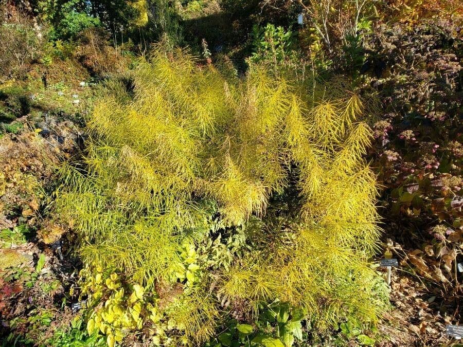 Amsonia 11