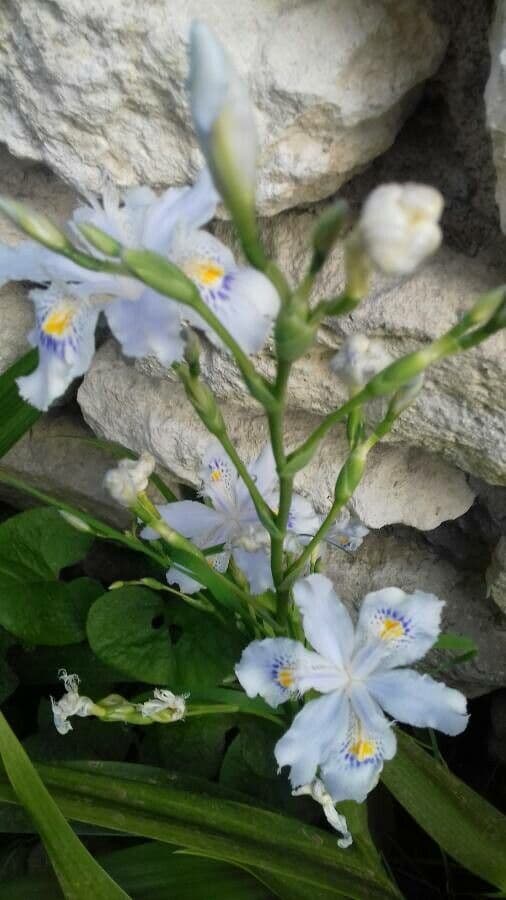 Iris japonés 6
