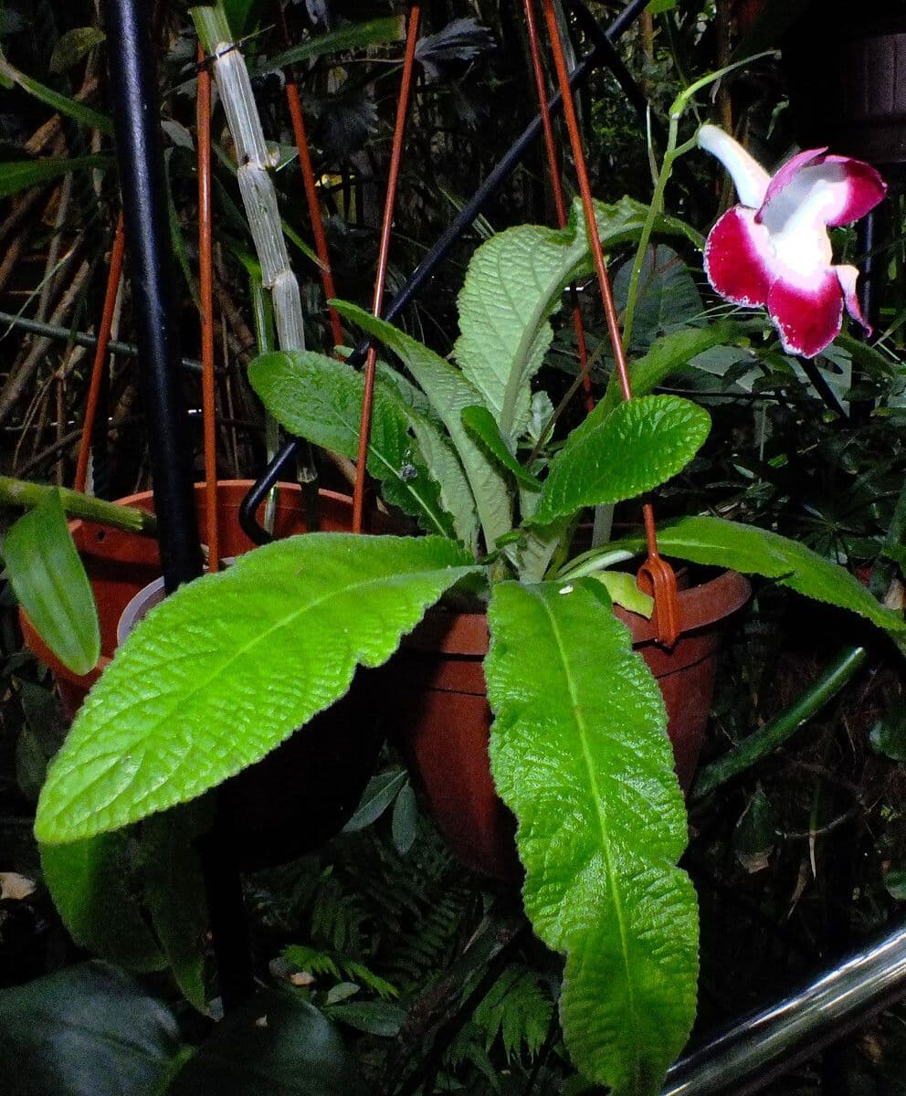 Gloxinia 16