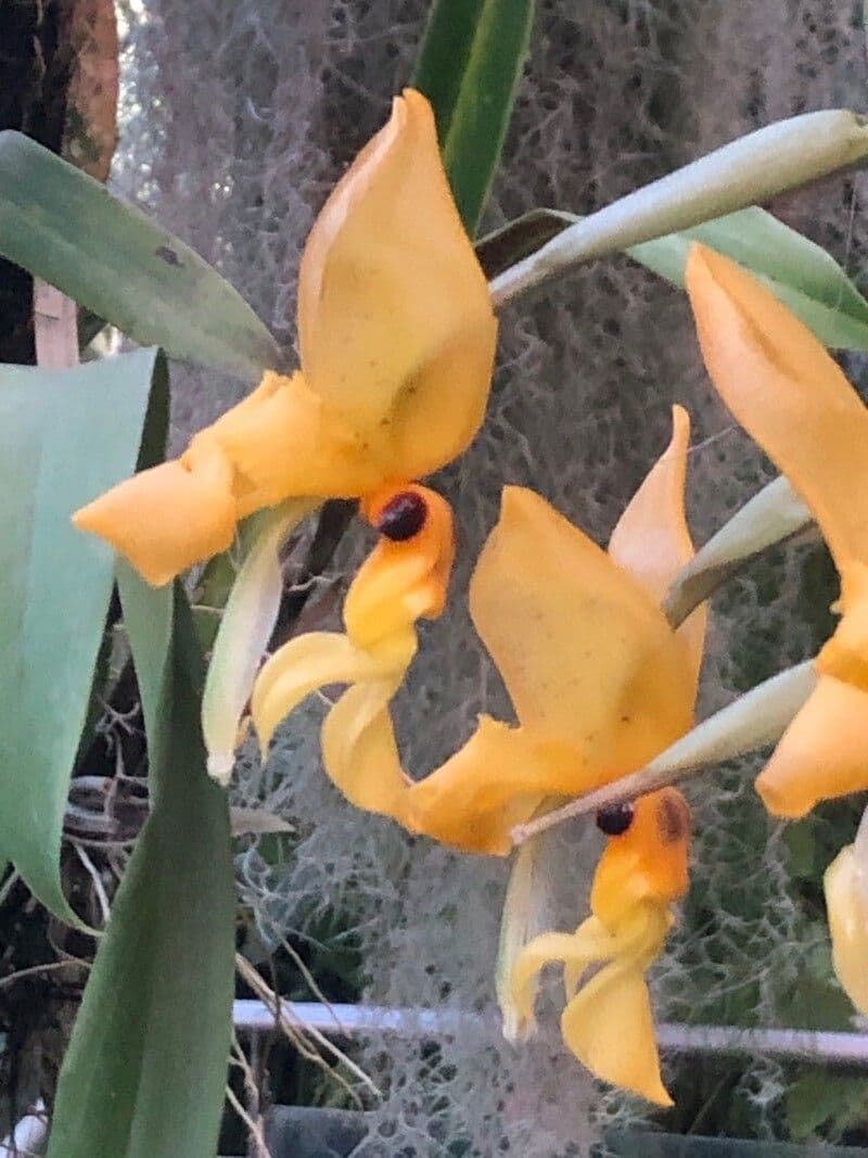 Stanhopea