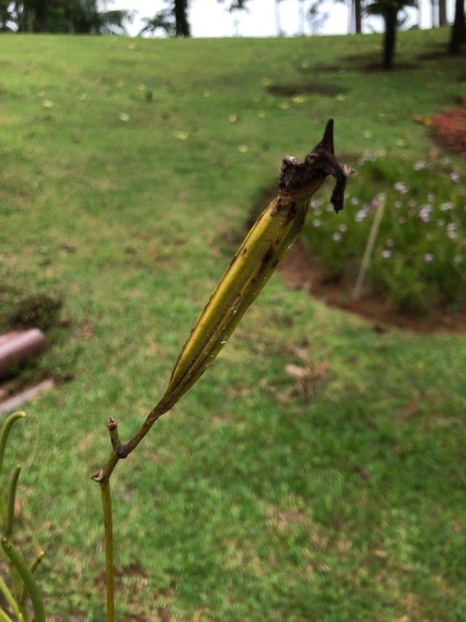 Papilionanthe