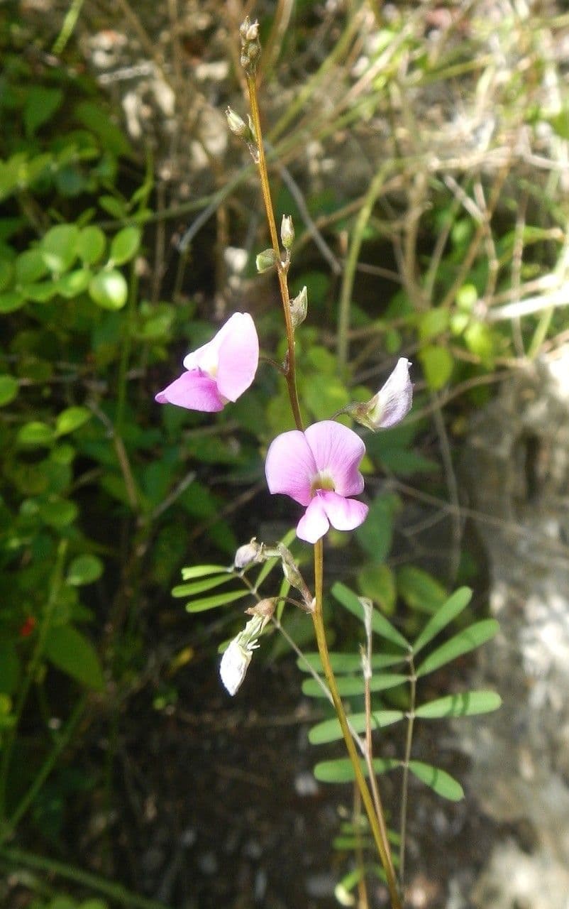 Tephrosia 11