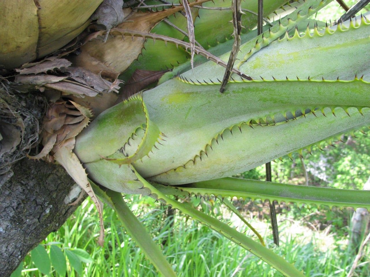 Aechmea 3