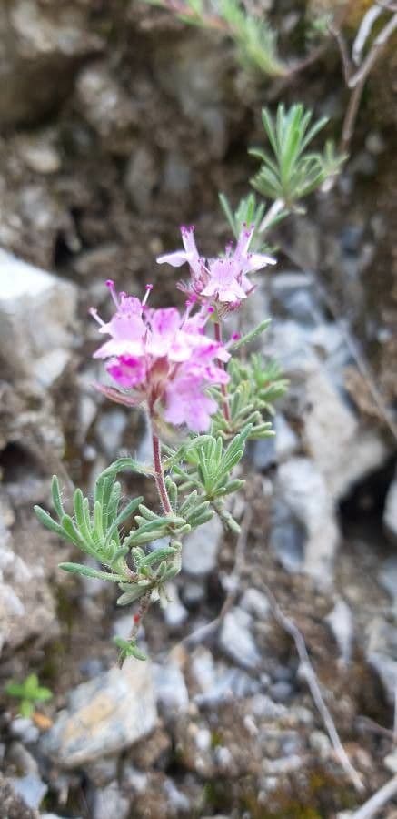 Timo dolomitico 2