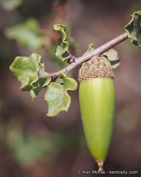 Quercia