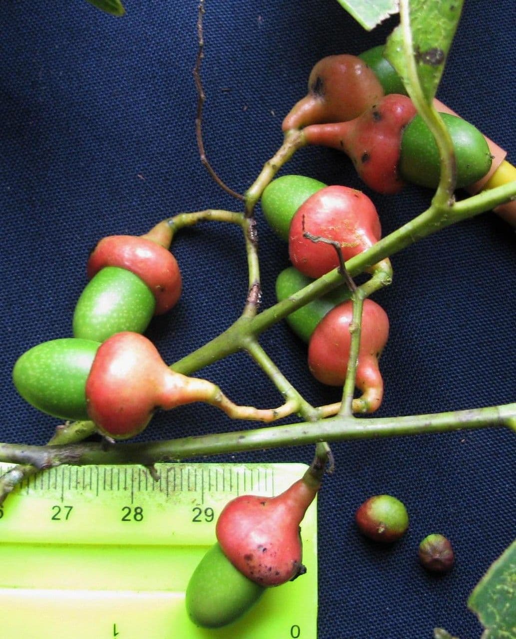 Ocotea cernua 3