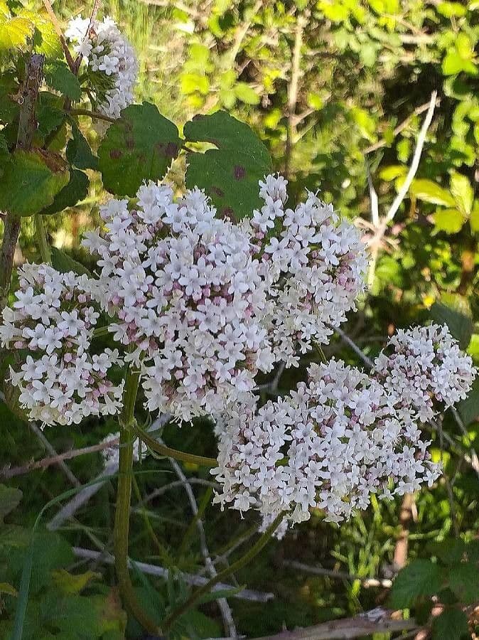 Valeriana tuberosa 7