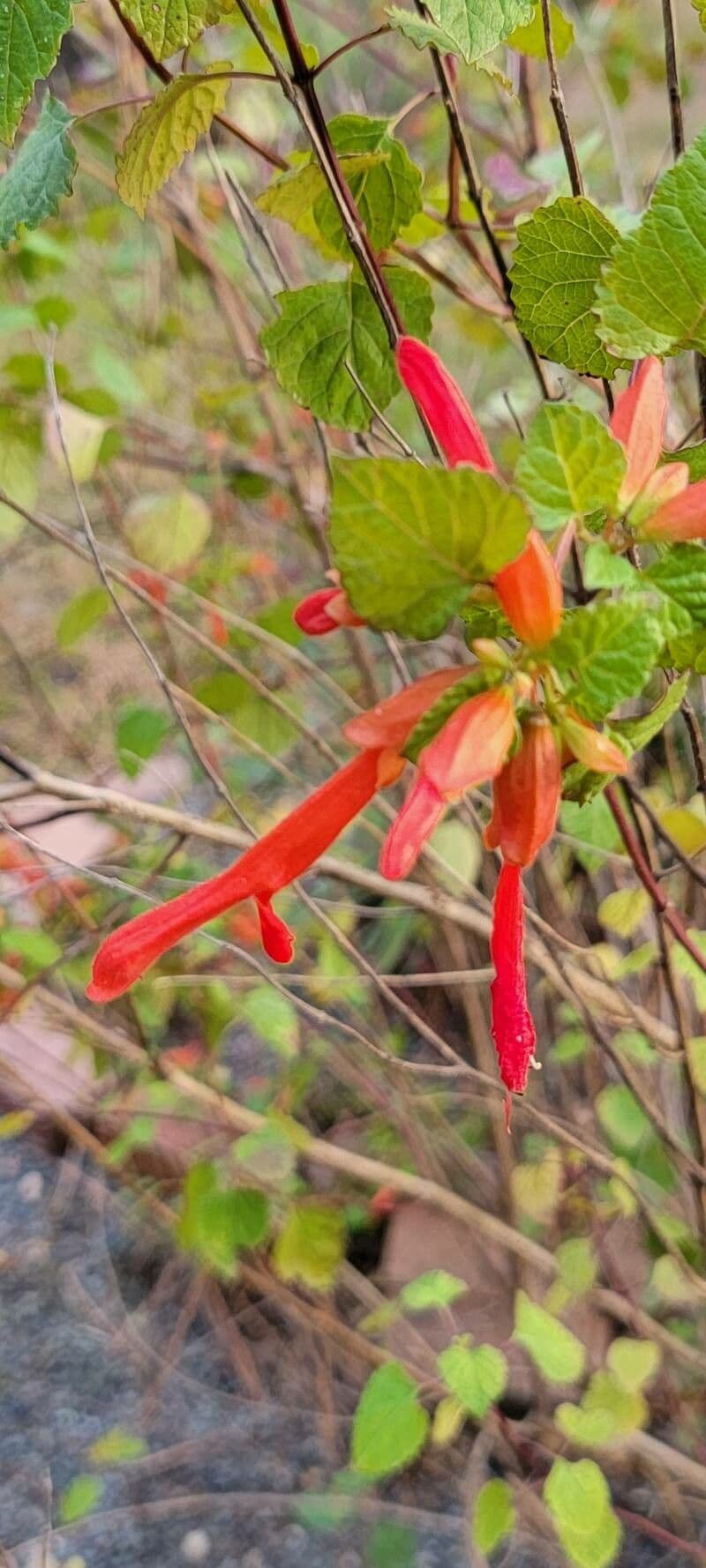Salvia 13